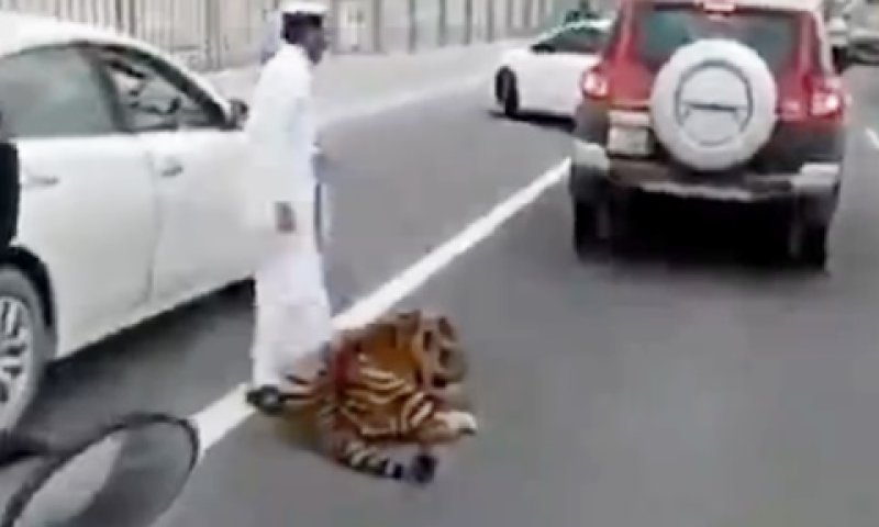 tiger.jpg