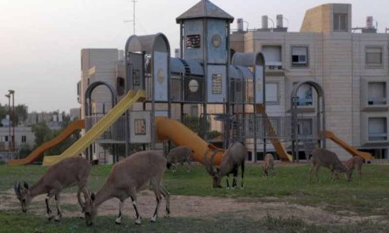 מצפה רמון. עשרות חדרי מלון נוספים