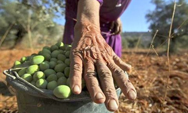 [צילום: AP]