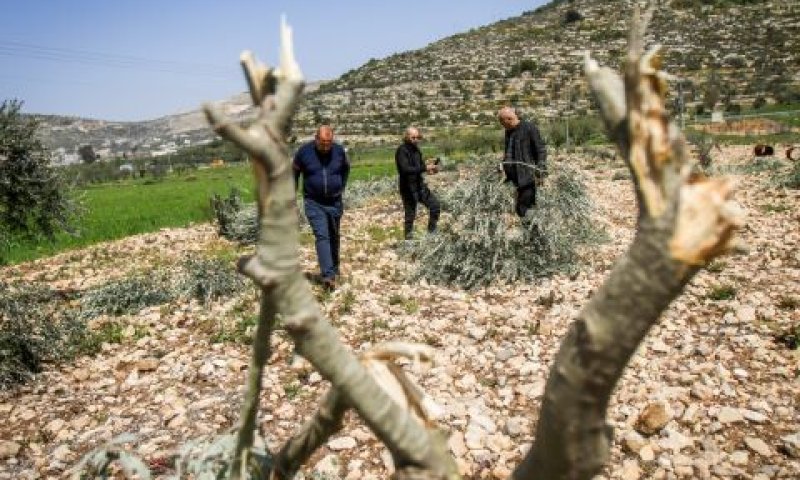 [צילום: נאסר אישתייה/פלאש 90]