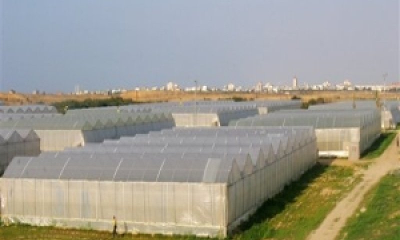 חממות גוש קטיף [צילום: AP]