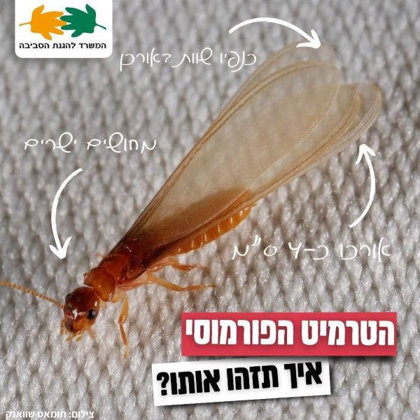 הטרמיט הפורמוסי [צילום: המשרד להגנת הסביבה]
