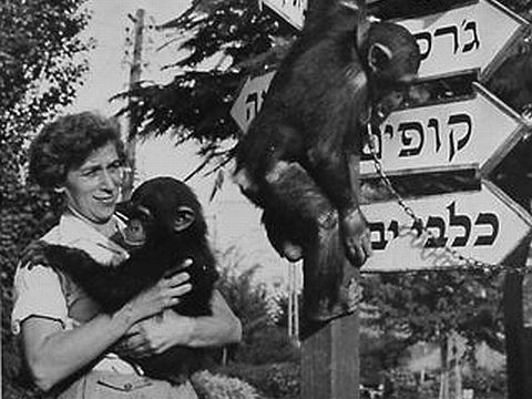 אוסף ארכיון [צילום: יח"צ]
