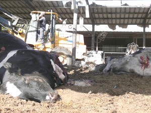 הפרות המתות [צילום: נועם בדין, מרכז תקשורת שדרות]