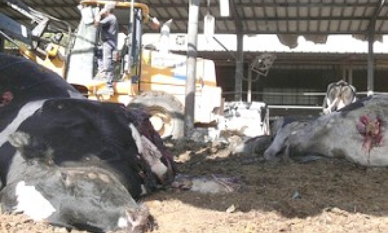 הפרות המתות מפגיעת הקסאם ברפת הקיבוץ [צילום: נועם בדין, מרכז תקשורת שדרות]
