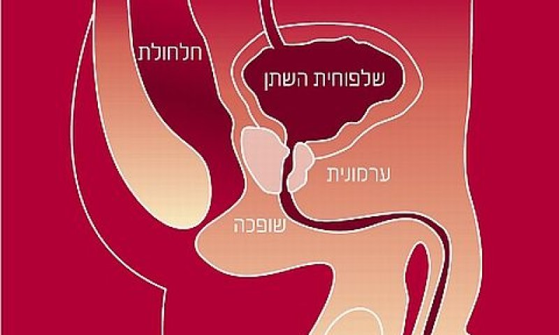 [צילום: יח"צ]