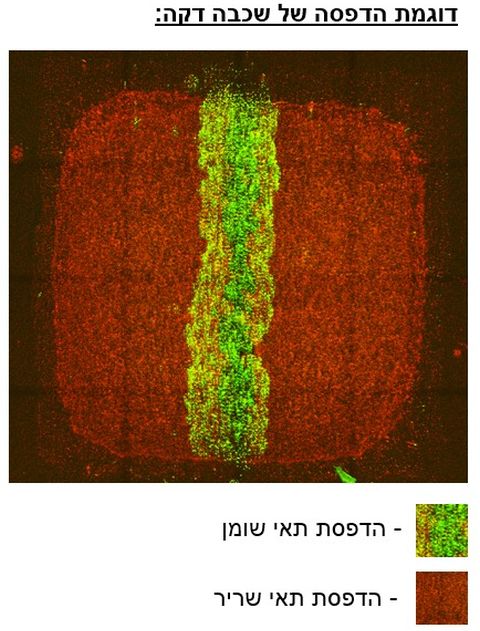 על-סמך מודל ההדפסה, ניתן לראות כי התאים סודרו במרחב לפי התוכנית וכי ישנם קשרי תא-תא, ותא מטריקס אשר חיוניים ליצירת רקמה