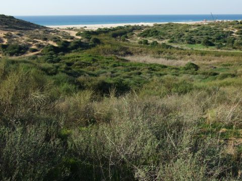 כביש וינגייט נתניה [אלון רוטשילד]