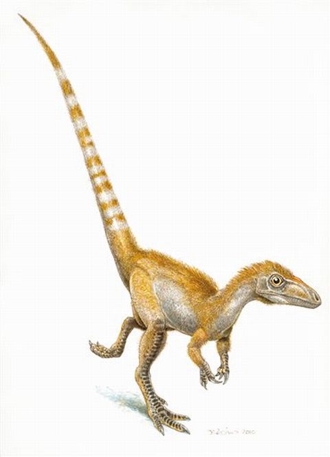 ה-Sinosauropteryx. אורכו לא עלה על מטר. מחצית ממנו - זנבו [צילום: AP]
