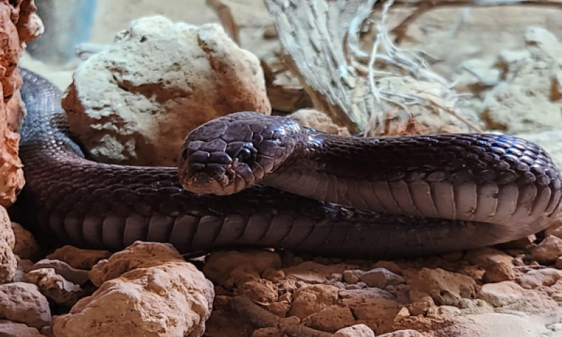 פתן שחור במדבריום פארק החיות בבאר שבע [צילום: ראובן אלמעלם]