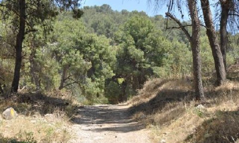 שבילי יער בשביל אופניים גלבוע [צילום: רונית סבירסקי, קק"ל]