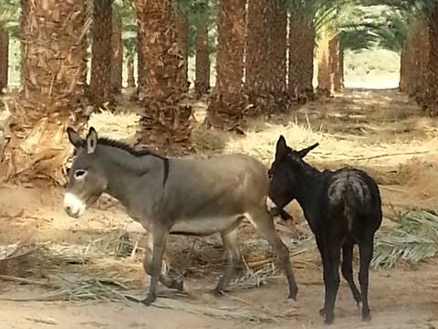 חמורים במטע תמרים ביטבתה [צילום: צביה מילדנברג]