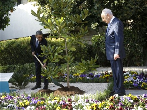 אובמה נטע עץ מגנוליה [צילום: AP]