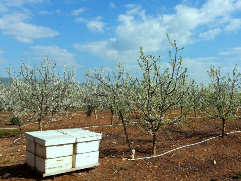 כוורות מוצבות בשטחי פריחה בגליל [צילום: תקשורות יעל שביט]