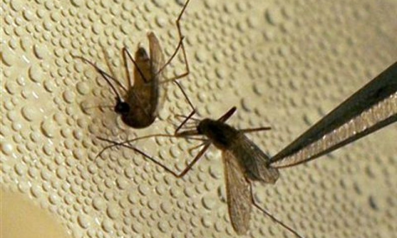 יתושים נגועים בקדחת הנילוס המערבי [צילום: AP]