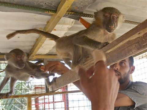 קופים שהוברחו במנהרות לגן החיות בעזה [צילום: AP]