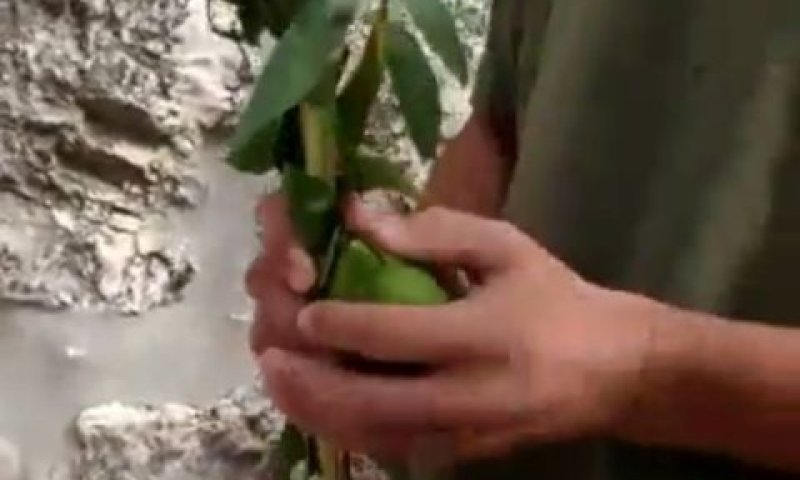 פואה בהר הבית בסוכות האחרון [צילום: יוטיוב]
