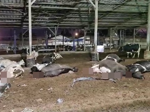 פגיעה ברפת, לפנות בוקר, באזור העמקים [צילום: שימוש לפי סעיף 27א]