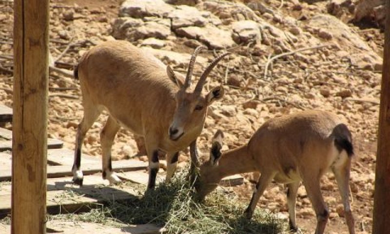 גן החיות התנ"כי. דרושה חוות דעת