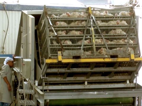 מכונת המוות השופכת לפס הנע [צילום: מתוך תחקיר כלבוטק]
