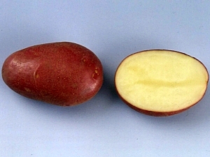 תפוח אדמה מזן רוזנה