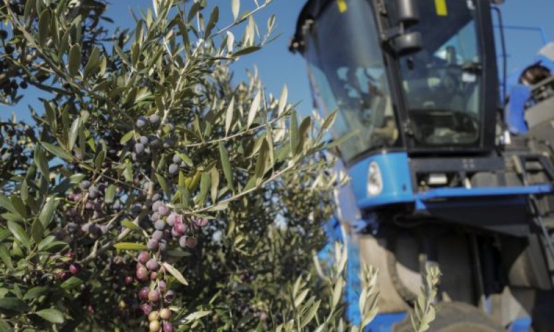 הזית נשאר מקומי [צילום: מיכאל גלעדי/פלאש 90]