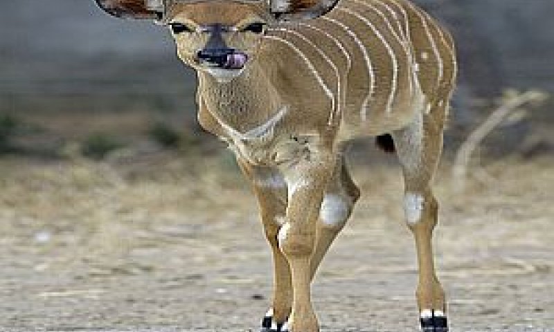 נוסעים לקלקיליה [צילום: טיבור יגר]