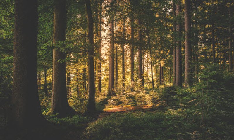 [צילום: PEXELS.COM]