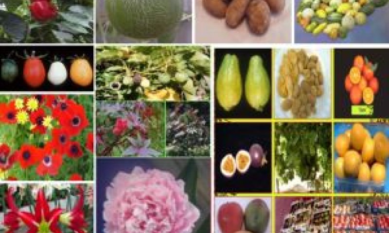 תוצרי מכון וולקני. התמלוגים מיועדים למימון מחקרים