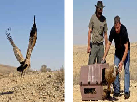 נמרוד יוצא לחופשי