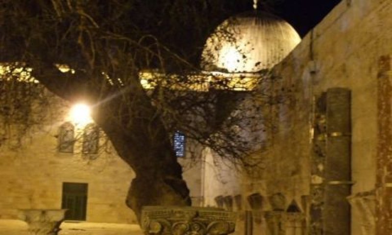 העץ שקרס [צילום: מקורות ערבים]