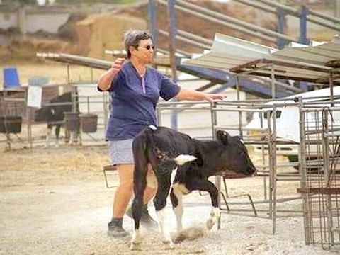 רפתנית בפעולה ברפת בקיבוץ צאלים [יעקב גפן/לע"מ]