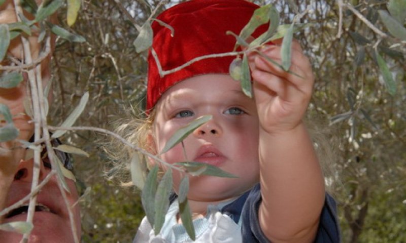 ילד במסיק זיתים