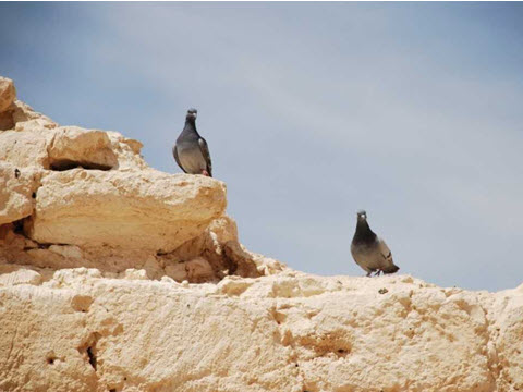 יונים בשבטה [צילום: ד"ר יותם טפר]